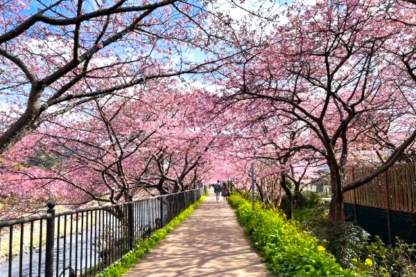 河津　桜祭り